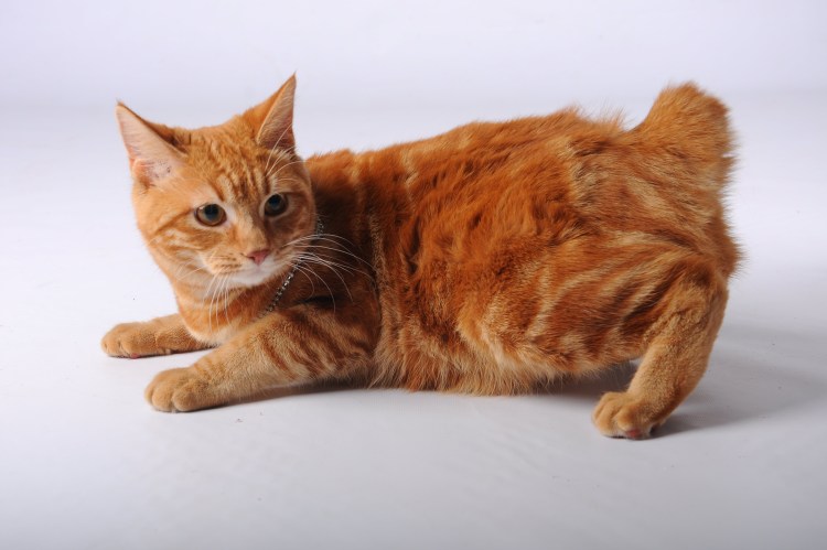 Курильский бобтейл рыжий