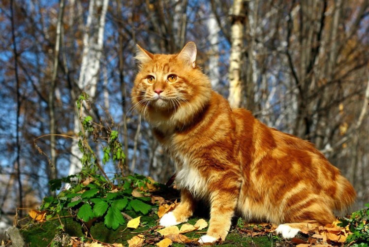 Курильский бобтейл