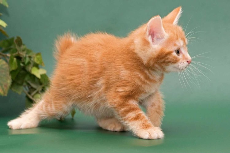 Кот курильскийботтейл