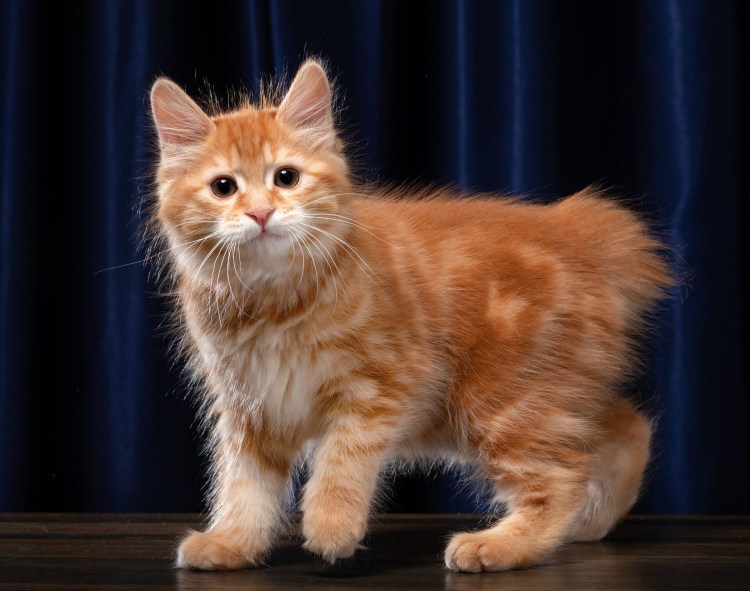 Курильский бобтейл рыжий