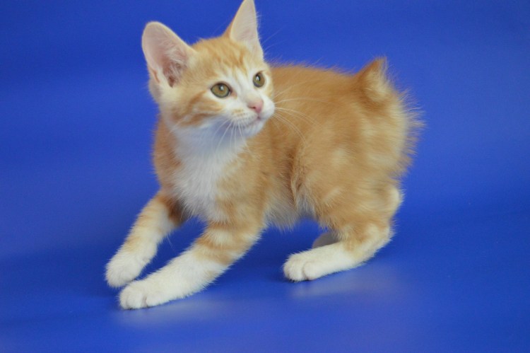 Американский и Курильский бобтейл