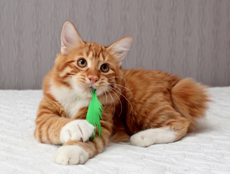 Карельский бобтейл короткошерстный рыжий