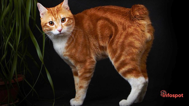 Кот Курильский бобтейл