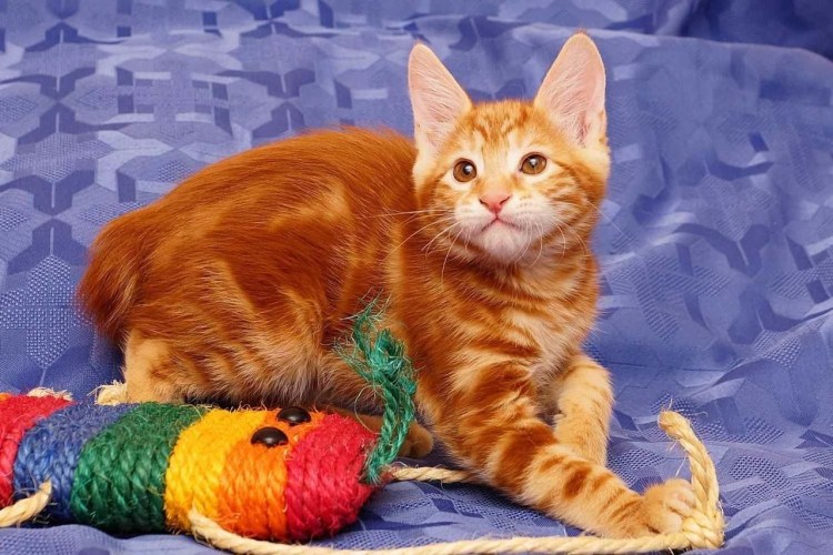 Курильский бобтейл гладкошерстный