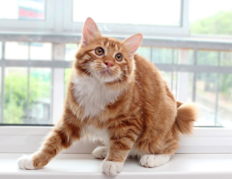 Кот Курильский бобтейл