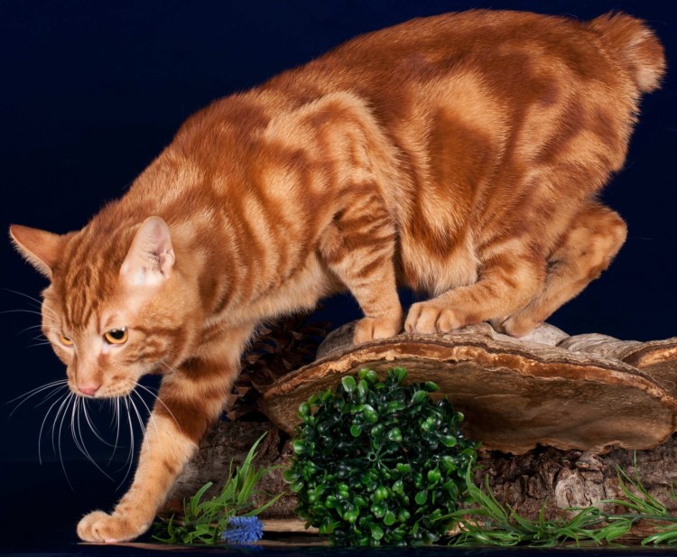 Курильский бобтейл рыжий котенок