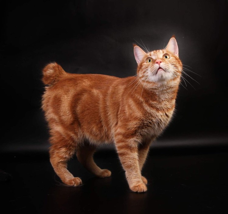 Курильский бобтейл рыжий