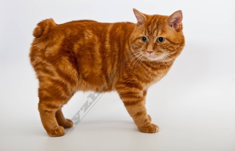 Кот Курильский бобтейл
