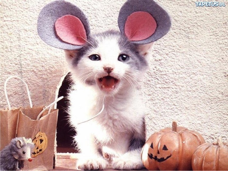 Кот грузин порода Ориентал