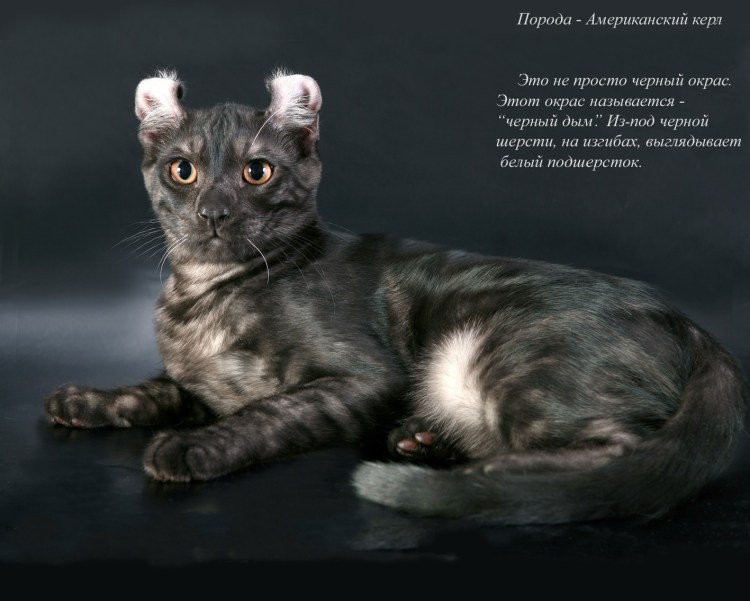 Ориентальный кот