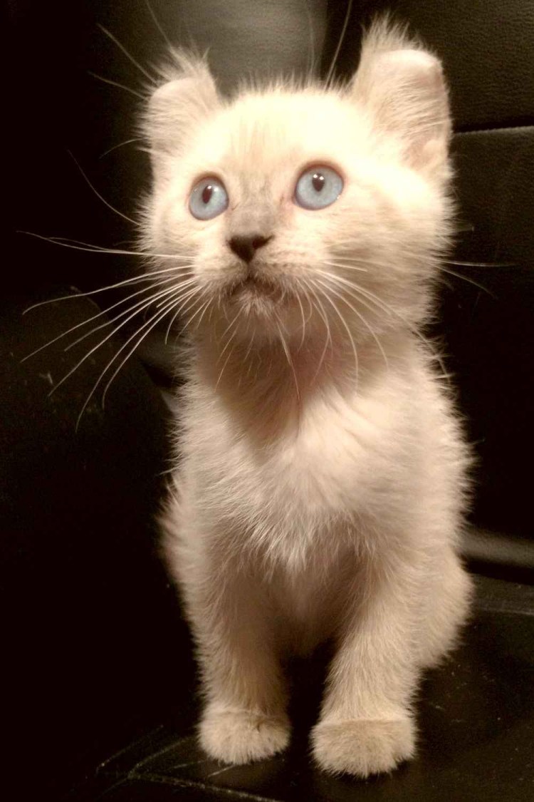 Порода кинкалоу