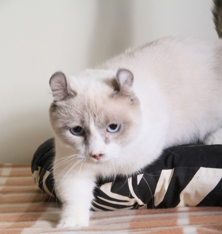 Котята с мышиными ушками