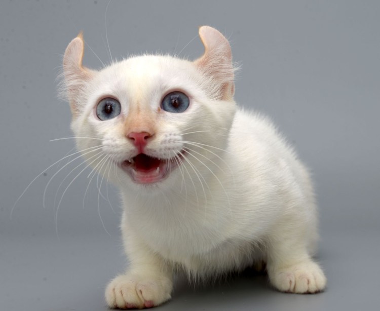 Двуликая кошка Нарния