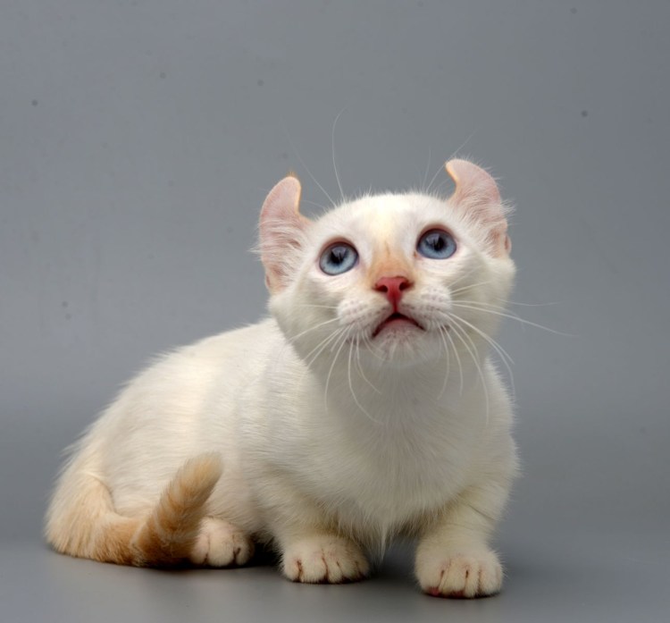 Американский керл белый