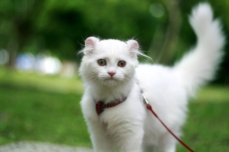 Сибирский голубая кошка короткошерстная