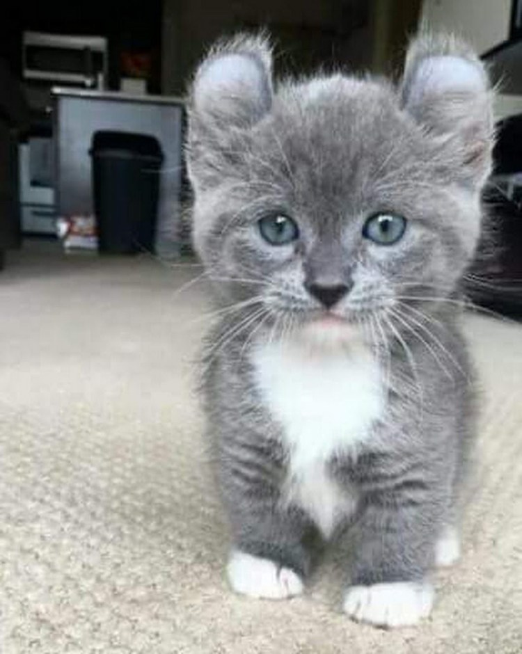 Кот с четырьмя ушами