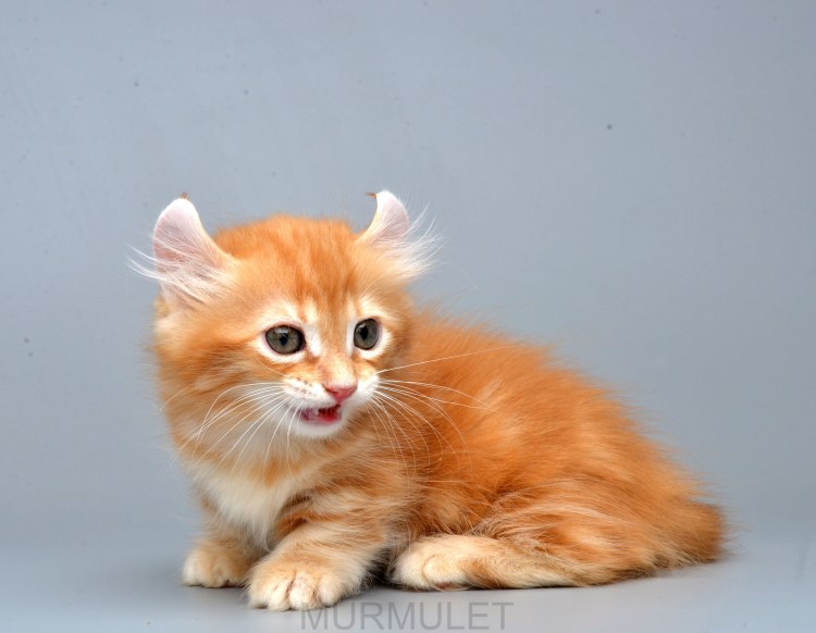 Кошка такса Манчкин