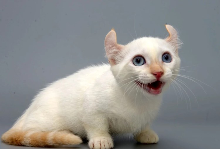 Манчкин серый котенок