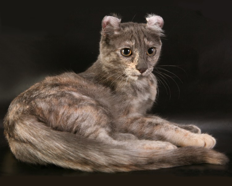 Коротколапые котята Манчкин