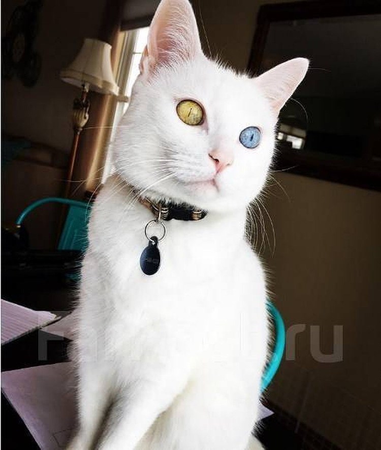 Порода котов кинкалоу