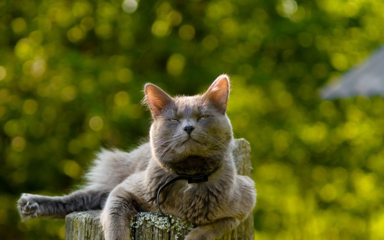 Коты радуются