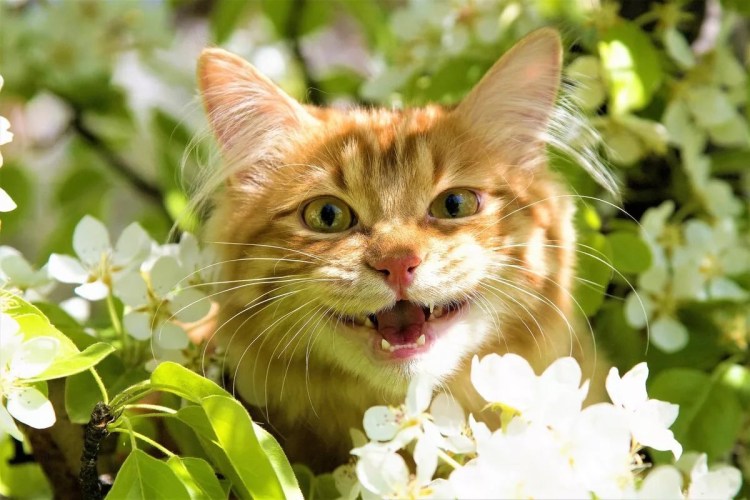 Весенние коты