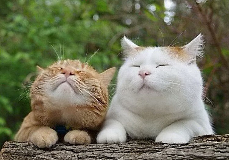 Довольный кот