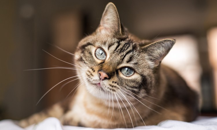 Счастливая кошка