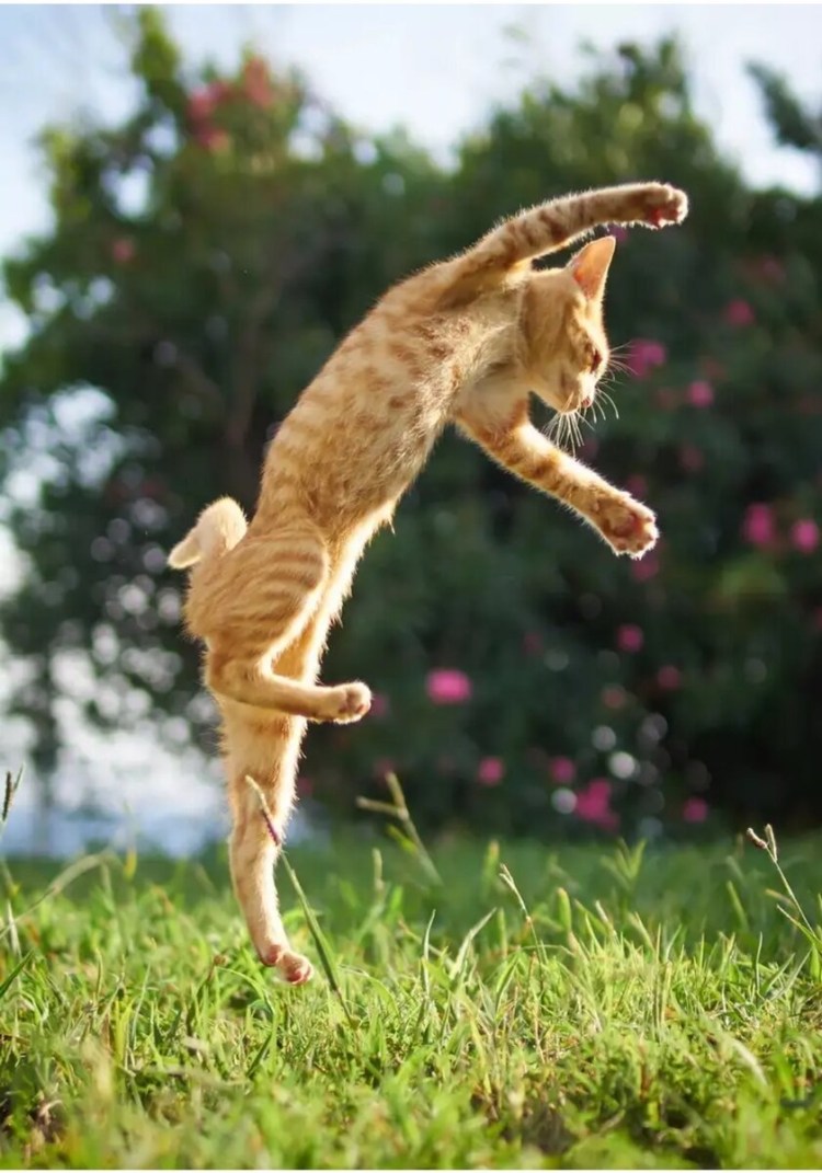 Кошка в прыжке
