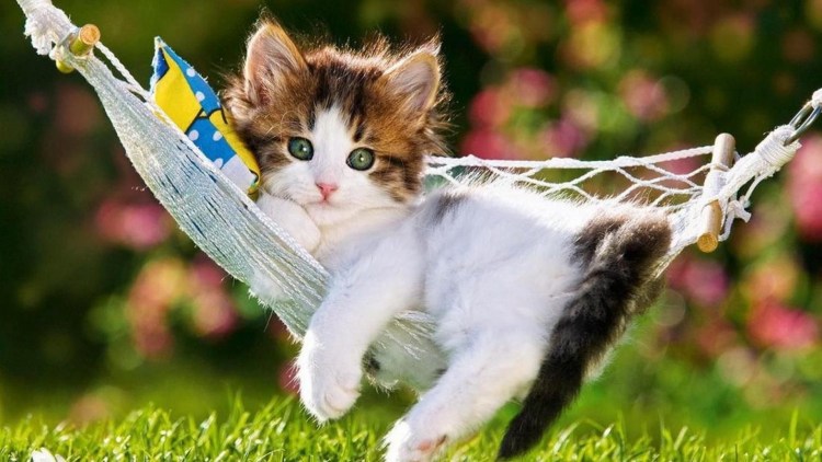 Котик в гамаке