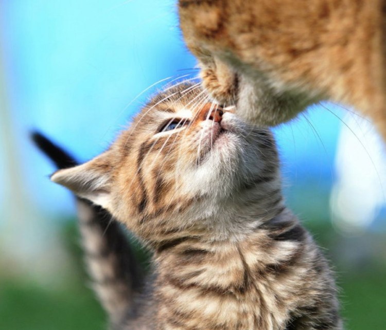 Довольный кот