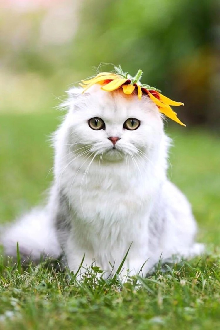 Радостный котик