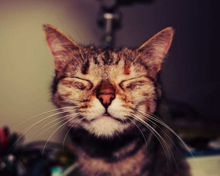 Котенок потягивается