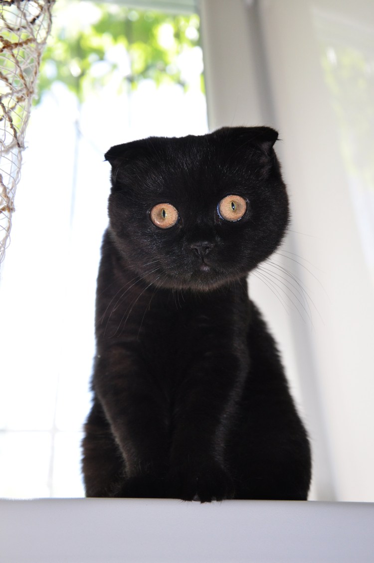 Котята скоттиш фолд вислоухие черные
