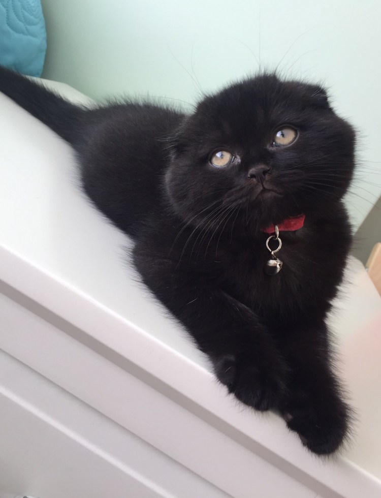 Черные Шотландские вислоухие котята