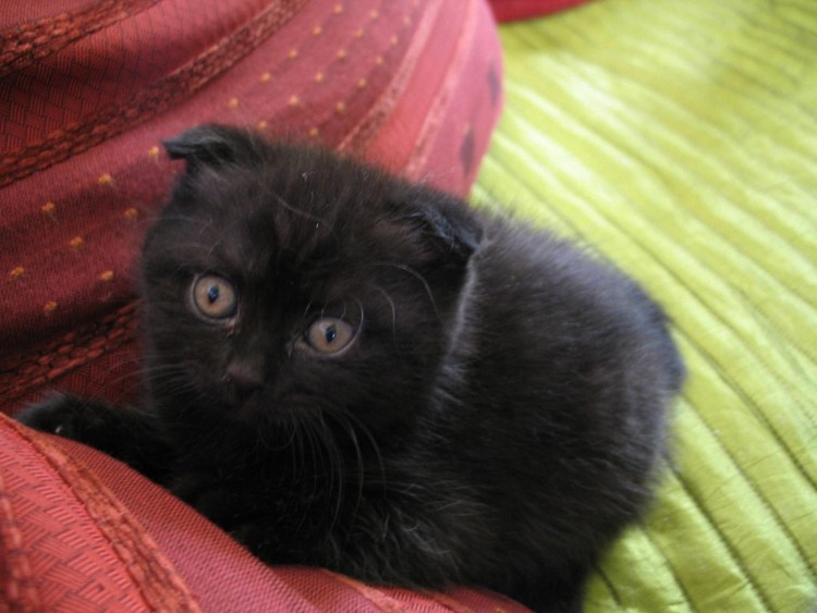 Скоттиш фолд вислоухий черный