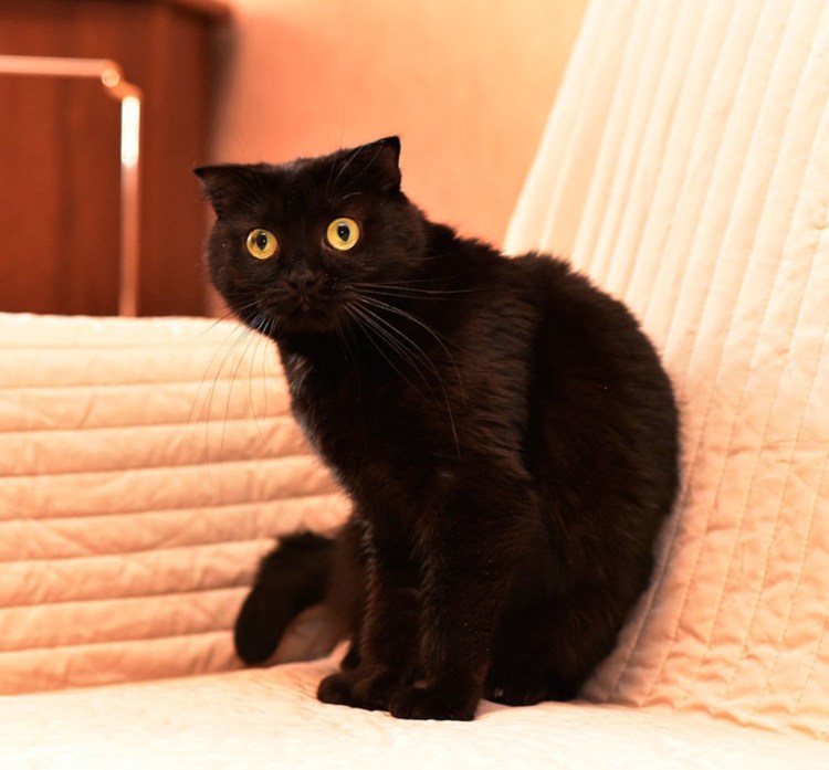 Шотландская вислоухая кошка черная