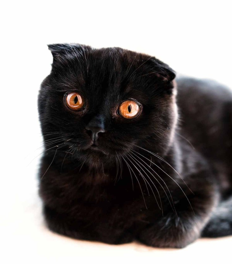 Шотландский вислоухий кот черный