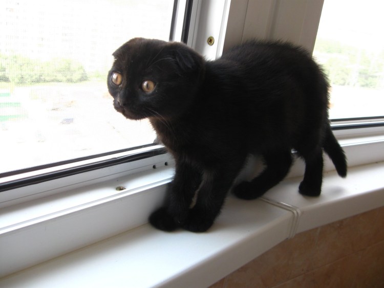 Британская вислоухая короткошерстная черная