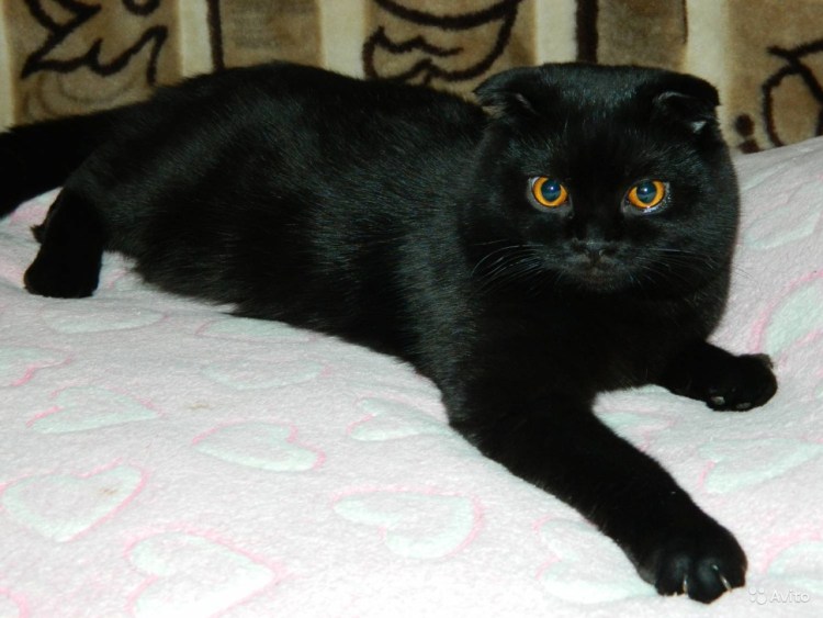 Шотландский вислоухий кот черный
