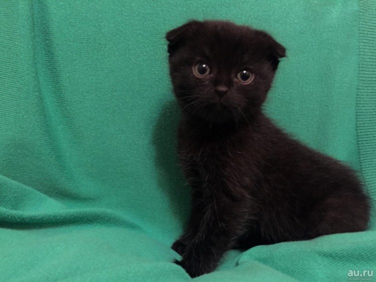 Шотландский вислоухий кот черный