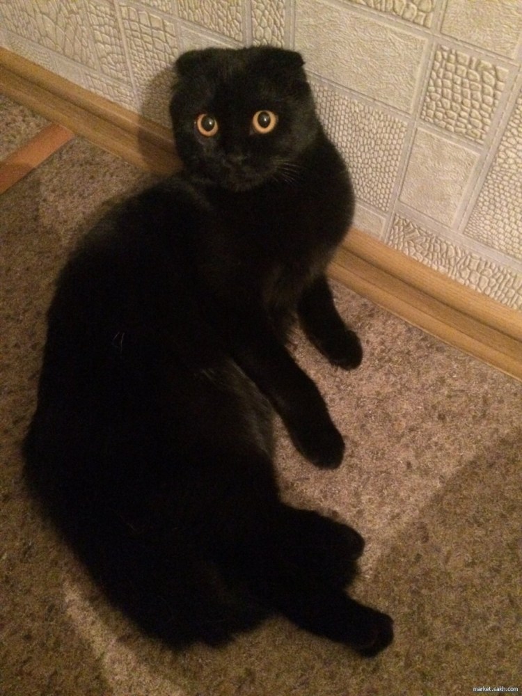 Скоттиш фолд черный