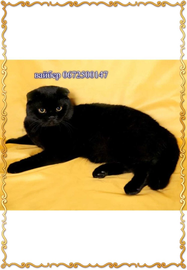 Шотландская вислоухая кошка черная