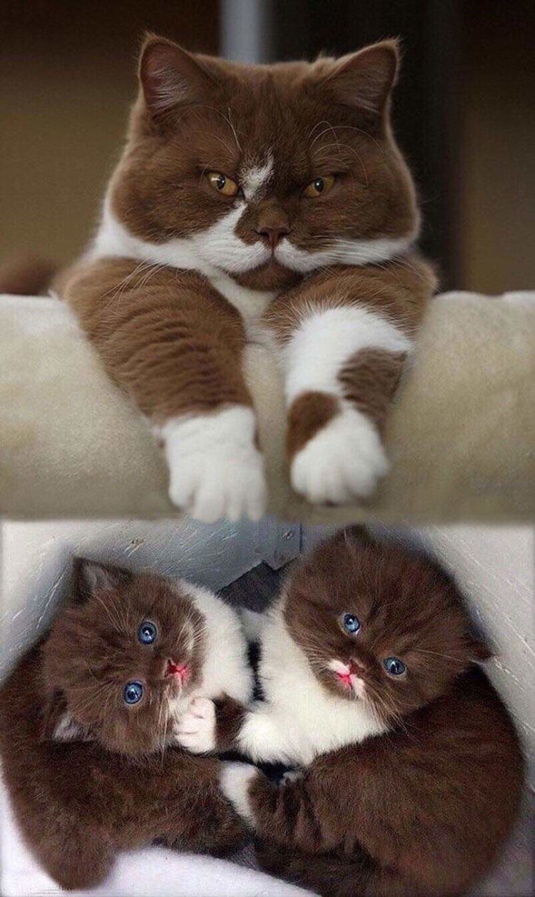 Бурманская кошка черная