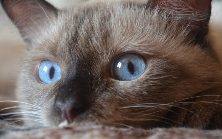 Коричневый котенок