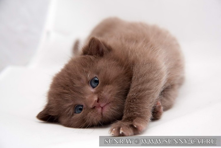 Котенок в шоколаде