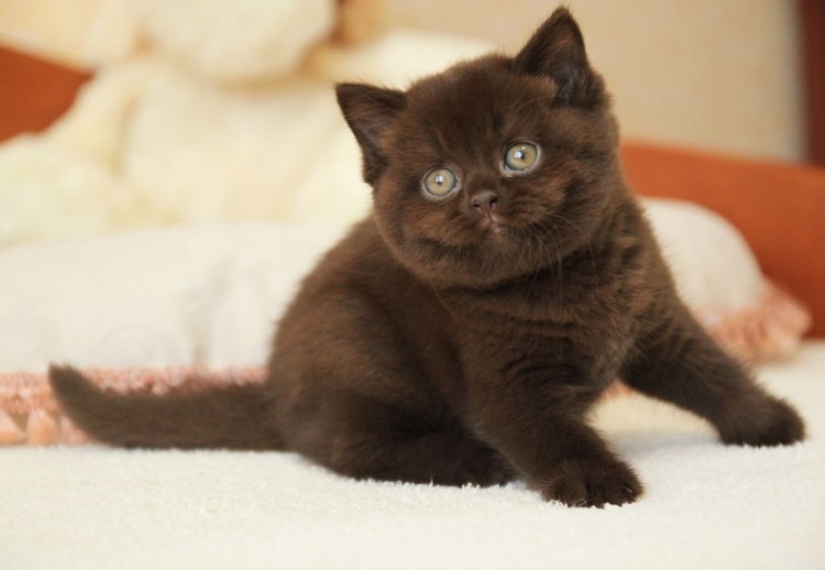 Коричневый котенок с голубыми глазами