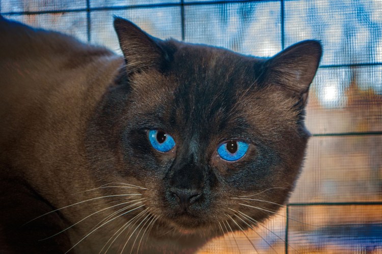 Британец биколор шоколадно белый