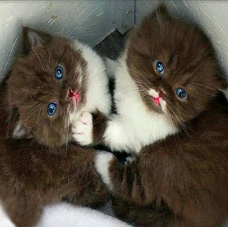 Британский кот циннамон с голубыми глазами