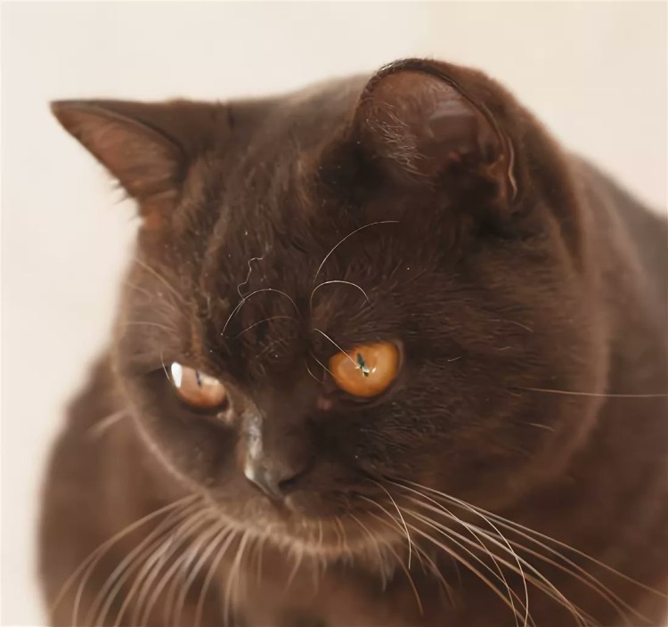 Коричневый котенок с голубыми глазами